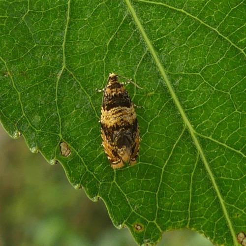 Celypha aurofasciana